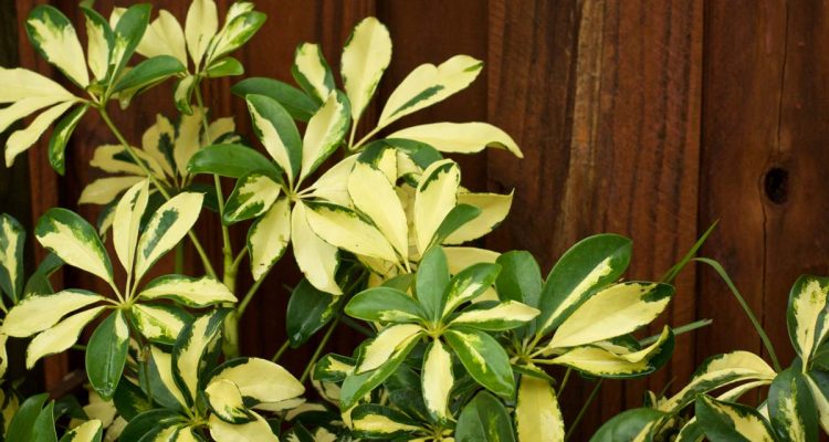 schefflera