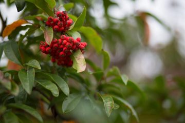 skimmia