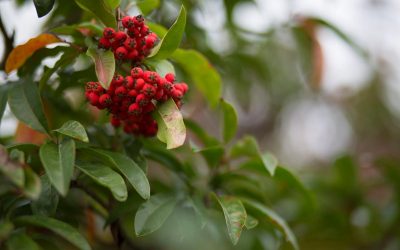 skimmia