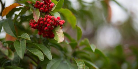 skimmia