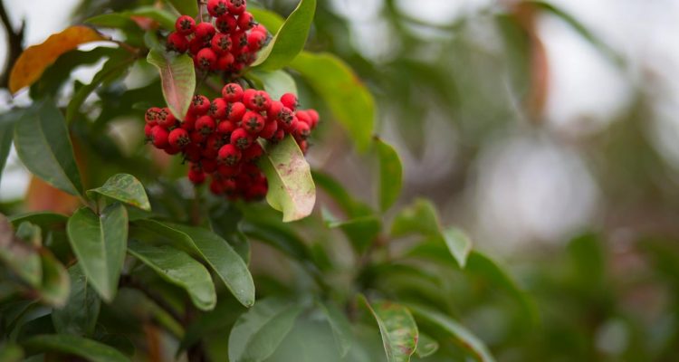 skimmia