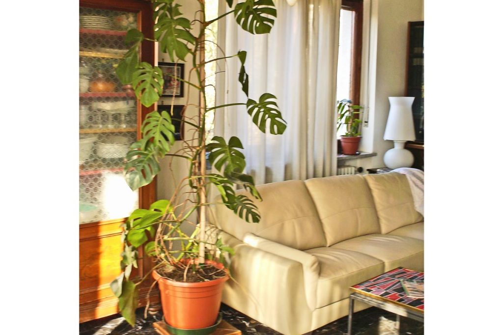 JINYJIA 4 Pezzi Supporto per Piante,40 cm Sostegno per Piante Rampicanti,Bastone per Piante Rampicanti,Tutore per Piante,Tutore Piante,Muschio Palo Totem per Piante da Rampicante Estensione