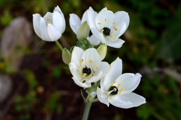 Ornithogalum arabicum