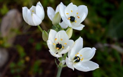 Ornithogalum arabicum