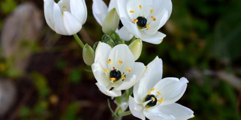 Ornithogalum arabicum