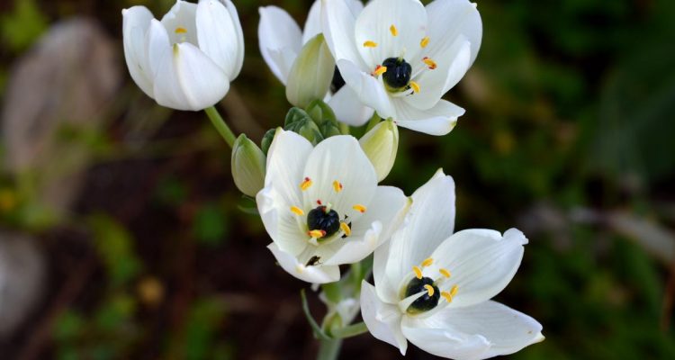 Ornithogalum arabicum