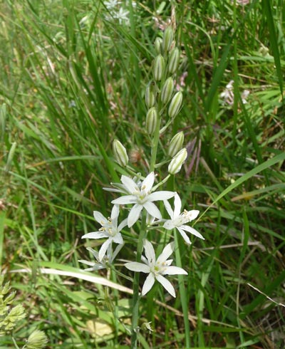 Ornithogalum narbonense