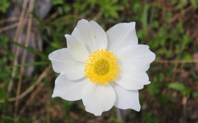 anemone