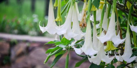 brugmansia