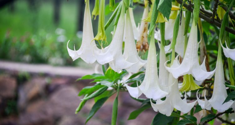brugmansia