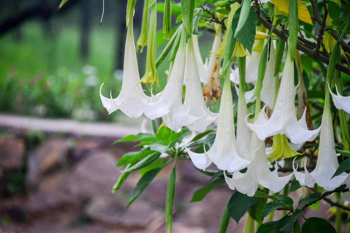 brugmansia