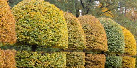 carpinus betulus