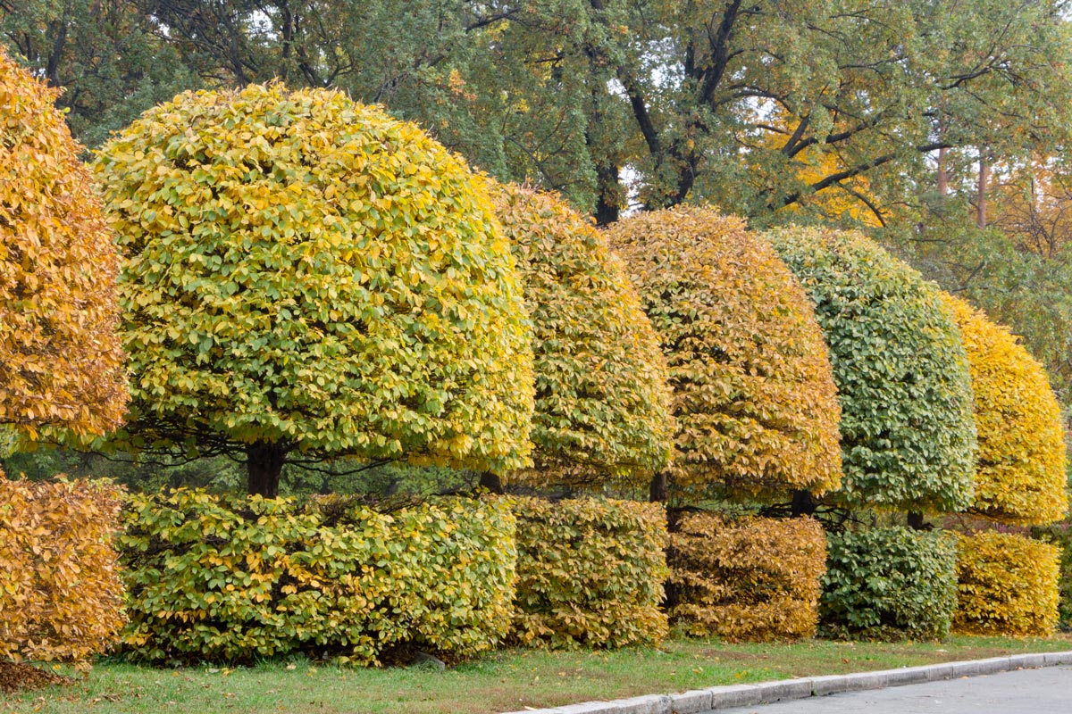 carpinus betulus