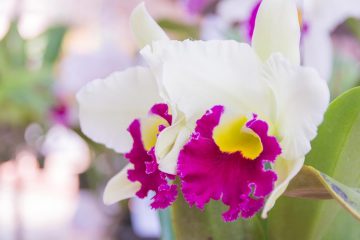 cattleya