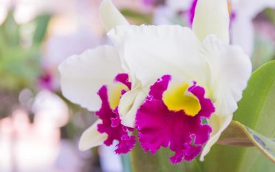 cattleya