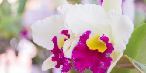 cattleya