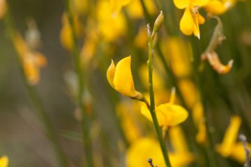 cytisus