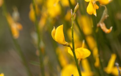 cytisus