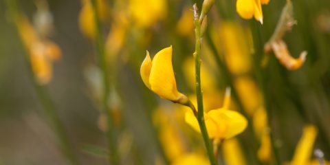 cytisus