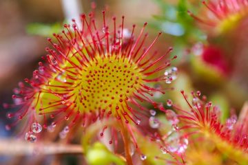 drosera