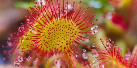 drosera