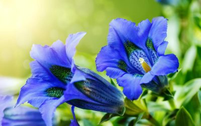 genziana