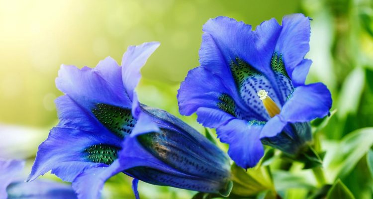 genziana