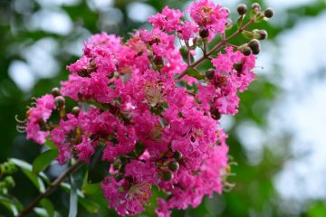 lagerstroemia