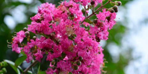 lagerstroemia