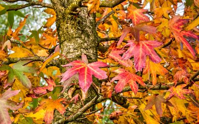 liquidambar