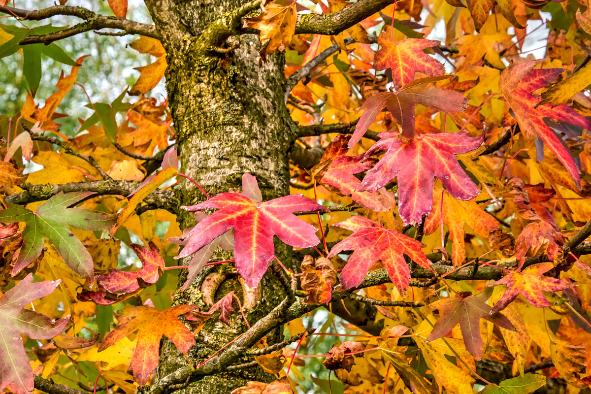 liquidambar