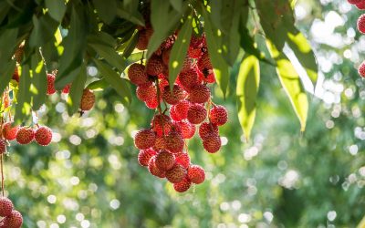 litchi