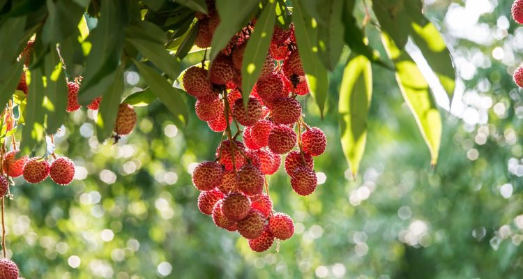 litchi