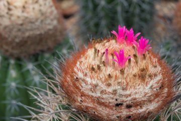 melocactus