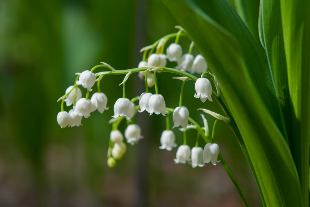 Mughetti | Eleganti fioriture per una facile coltivazione