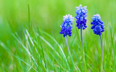 muscari