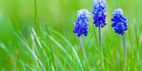 muscari