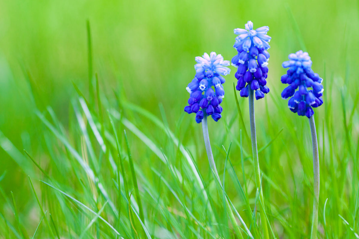 muscari