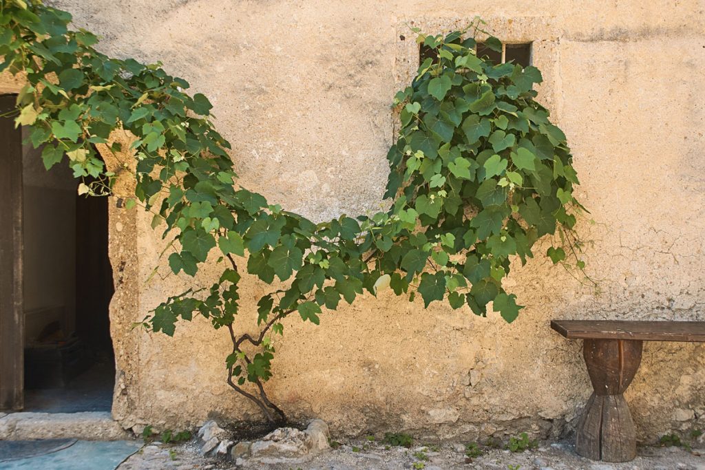 5 rampicanti e arbusti per muri all'ombra - Faidateingiardino.com