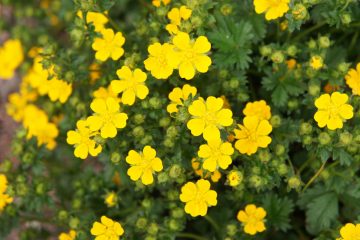 potentilla