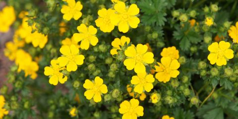 potentilla