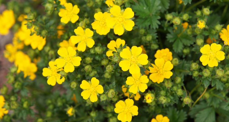 potentilla