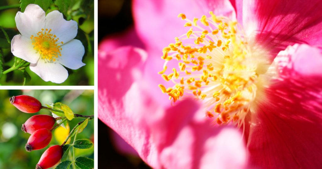 Fiore Rosa Della Rosa Canina Selvatica Con L'ape Fotografia Stock Fiore Rosa Della Rosa Canina Selvatica Con L Ape Image55027542 - Foto 4