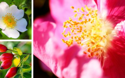 rosa-canina