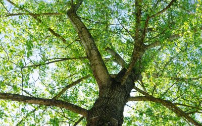 tilia tomentosa