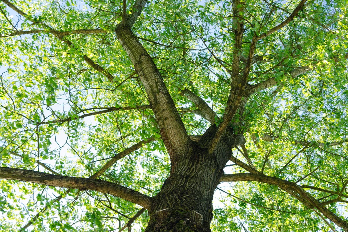 tilia tomentosa