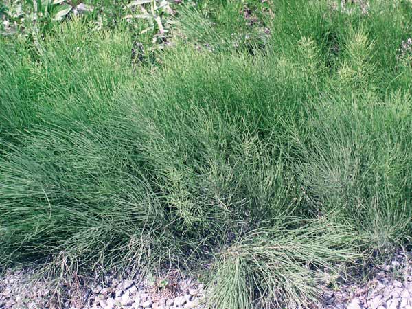 Equisetum