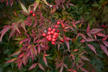 Heavenly Bamboo