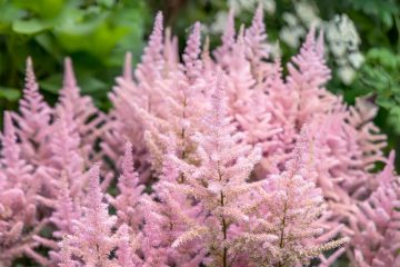 astilbe