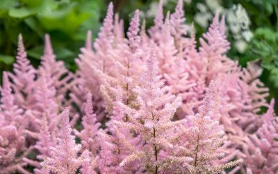 astilbe